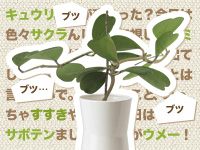 今日の緑さん